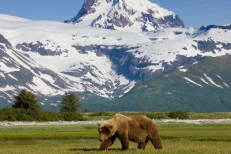 beer in Alaska