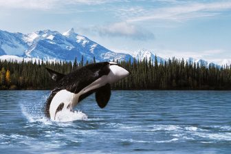 Natuur in Alaska